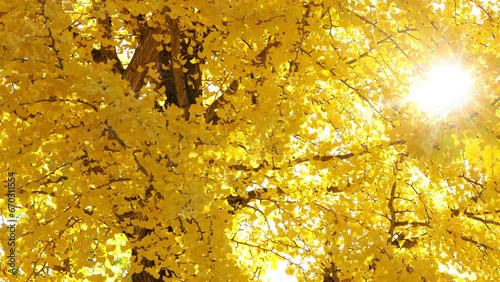 風に揺れる秋のイチョウと太陽の光 photo