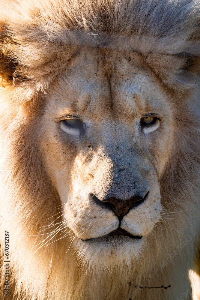 White lion in Tenikwa Wildlife Rehabilitation and Awareness Centre in Plettenberg Bay, South Africa