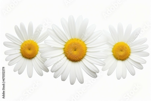 daisy flower isolated white background package design element chamomile cosmetic plant inflorescence composition gerber herbal infusion therapy fresh macro leaf bouquet blossom medicals tea head