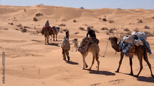 Dromedary camels  Camelus dromedarius  on a camel trek in the Sahara Desert  outside of Douz  Tunisia