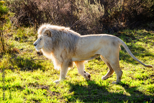 Photography White lion in Tenikwa Wildlife Rehabilitation and Awareness Centre in Plettenber