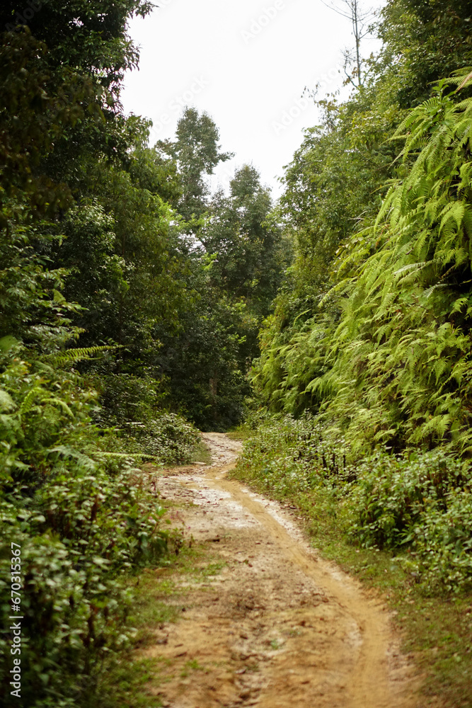 Land scape in the forest in Son La, northern Vietnam