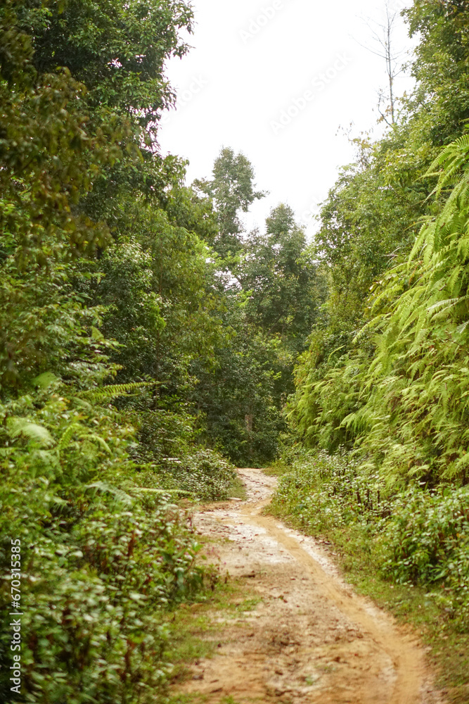 Land scape in the forest in Son La, northern Vietnam Land scape in the forest in Son La, northern Vietnam