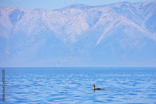 A cormorant bird floats on the water against the background of mountains © baimin