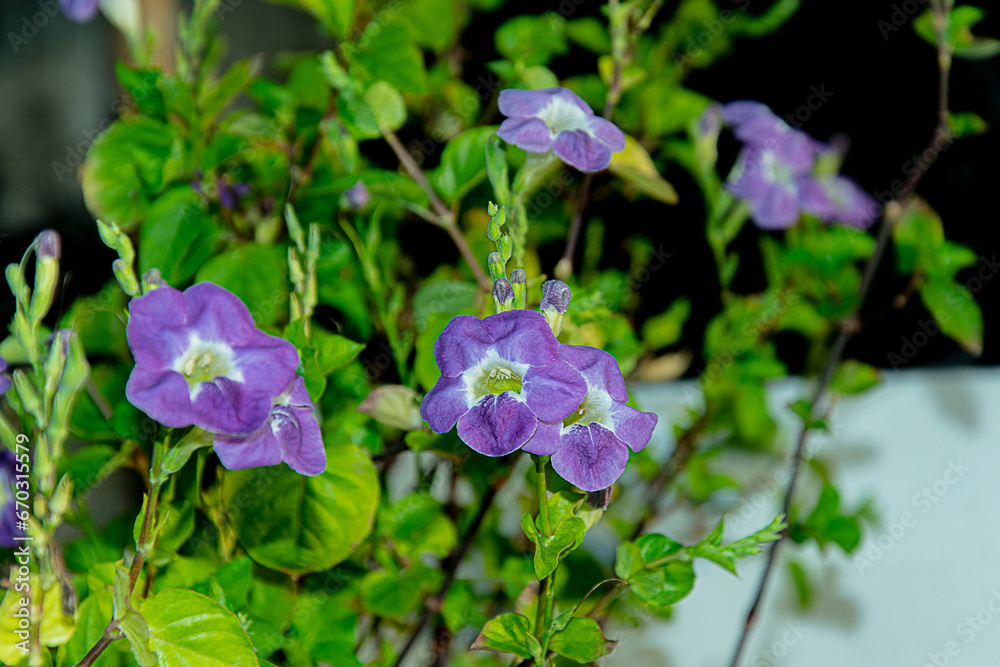 Focus photography of blue flowers in the park Focus photography of blue flowers in the park
