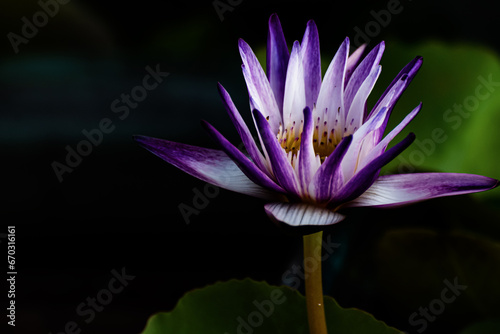 Photography of blue water lilies against a black background