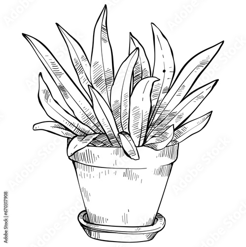 house plant hand drawn