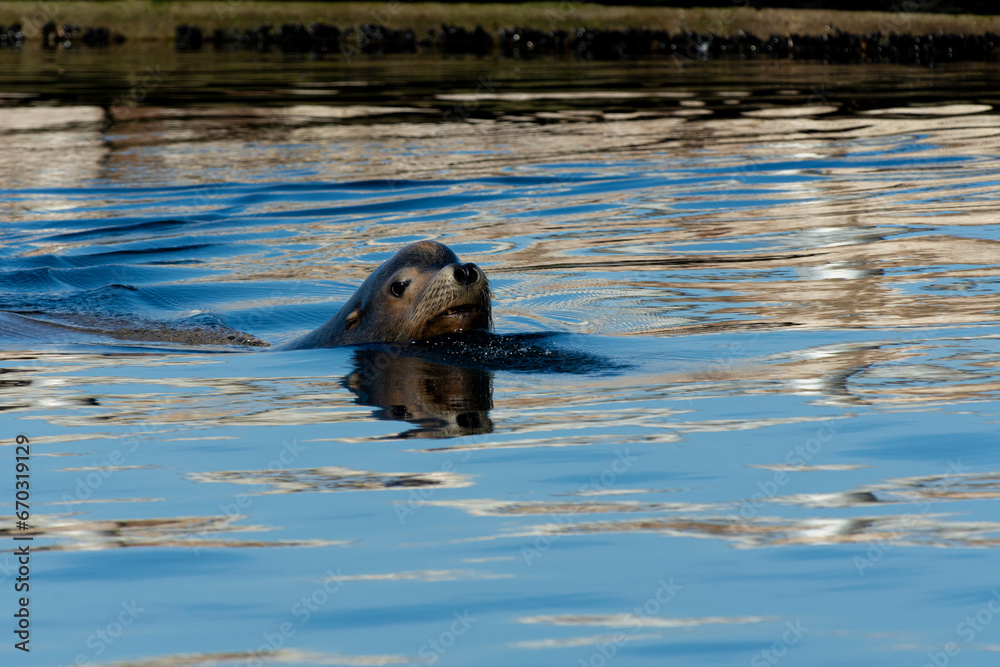 Fototapeta premium An image of a single sea lion swimming in harbor waters.