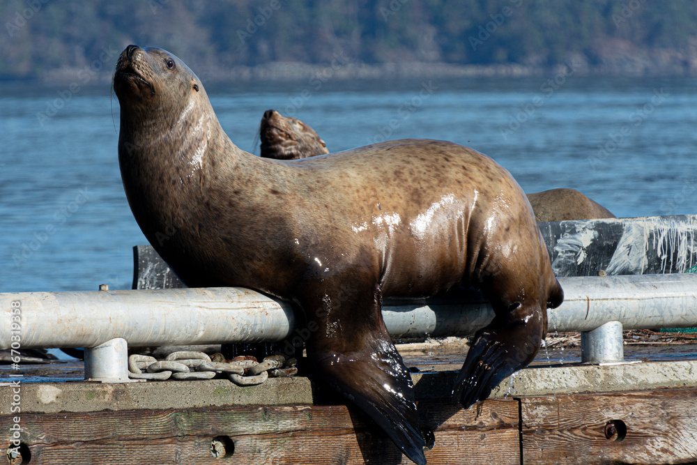 Fototapeta premium An image of a large sea lion resting on a breakfront railing.