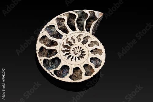 ancient fossilized ammonite on a black background