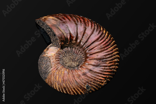 ancient fossilized ammonite on a black background