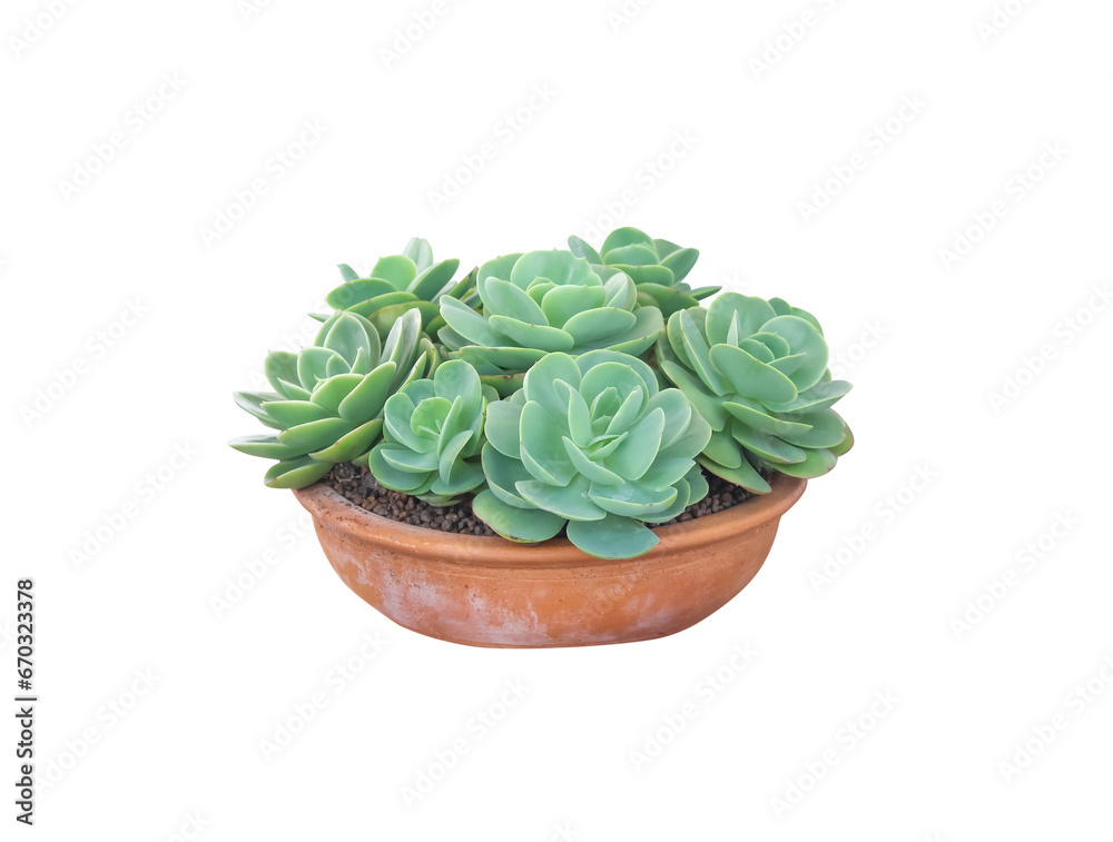 Obraz premium Green roses stone cactus flower blooming in brown pot isolated on white background , clipping path