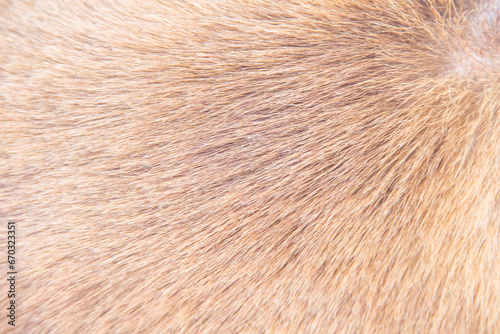 Hair dog skin brown texture abstract soft background