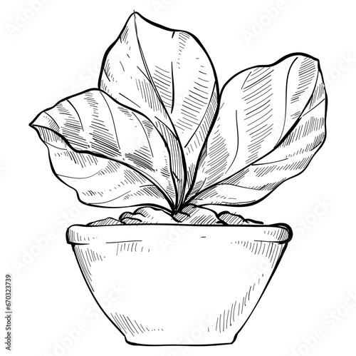 plantation crops handdrawn illustration