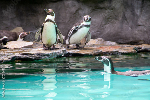 a penguin walking on rocks