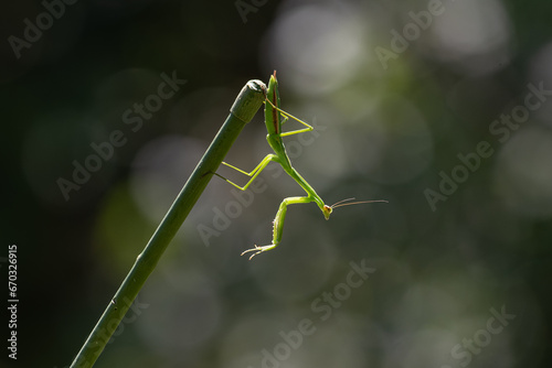 ぶら下がったカマキリ