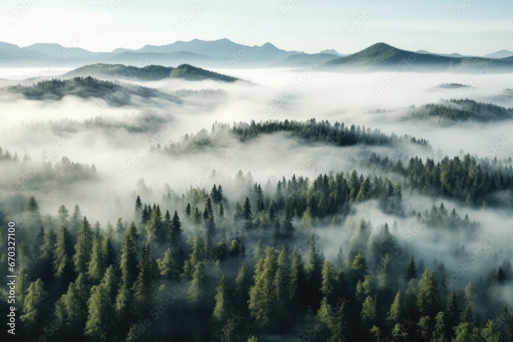 Foggy morning in the Carpathian Mountains, Ukraine, thick fog covered with thick coniferous forest. forest with a bird's eye view, AI Generated - obrazy, fototapety, plakaty 