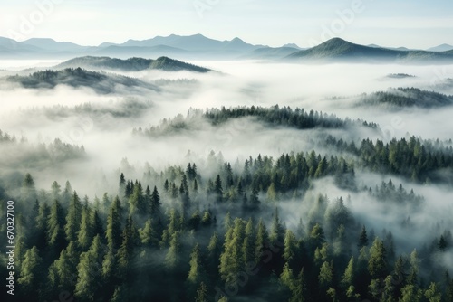 Foggy morning in the Carpathian Mountains, Ukraine, thick fog covered with thick coniferous forest. forest with a bird's eye view, AI Generated photo