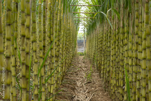 Sugarcane plants grow in field © lzf