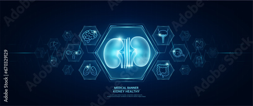 Kidney healthy. Human organs icon symbols. Medical science banner design template. Health care medical check up too innovative futuristic digital technology. Examining organ and heart pulse. Vector. photo