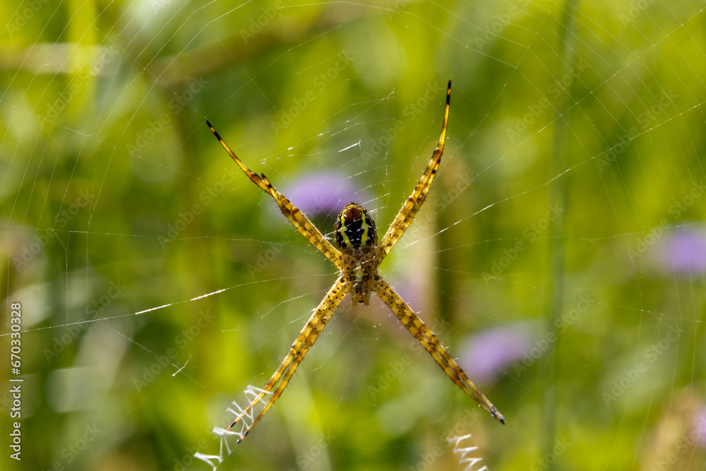 Super macro image of spider with nature background Super macro image of spider with nature background