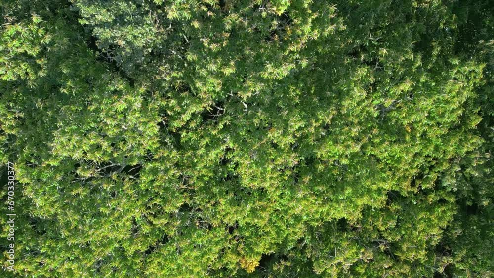 Aerial View Of The Green Forest - Flying Over Treetops In Summer - drone shot Aerial View Of The Green Forest - Flying Over Treetops In Summer - drone shot