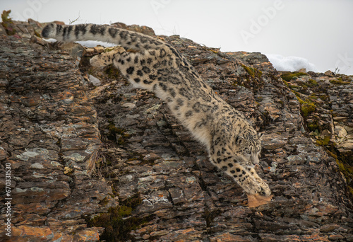 Snow Leopard