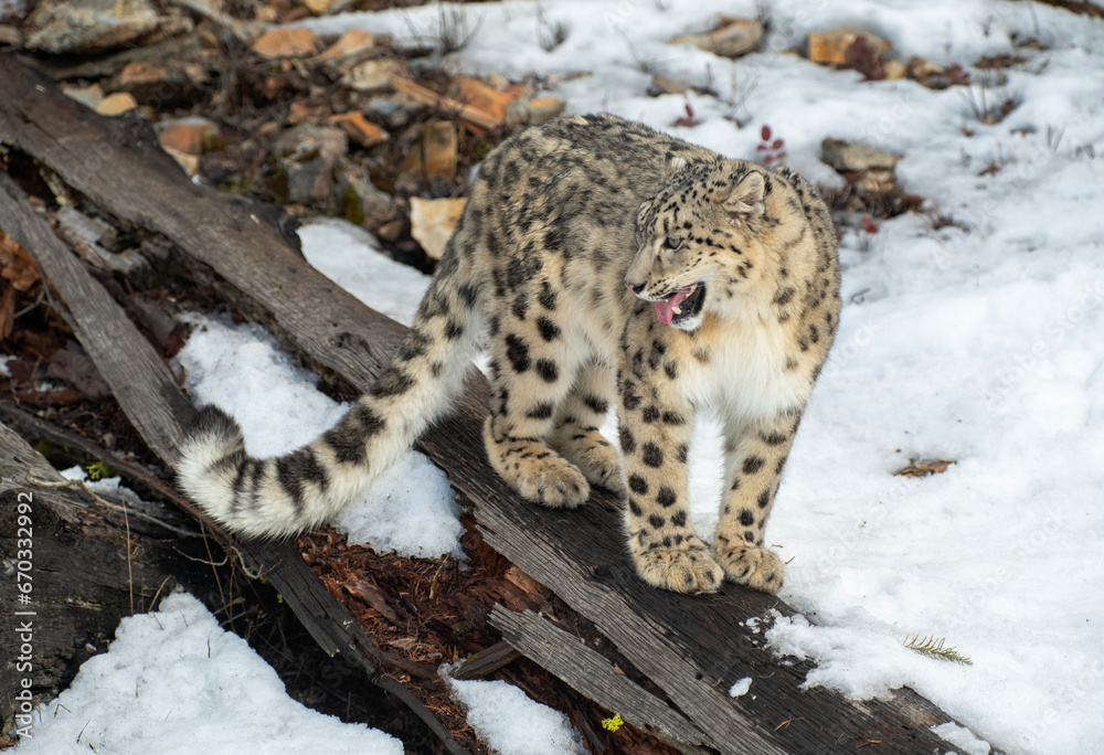 Snow Leopard