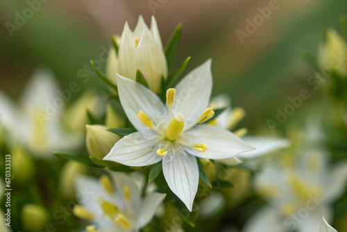 シロバナムラサキセンブリ