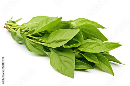 Green leaves basil on white background