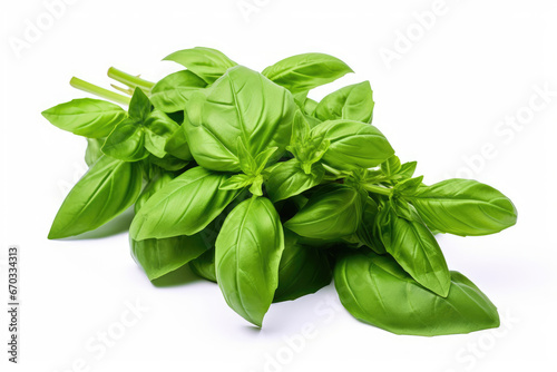 Green leaves basil on white background