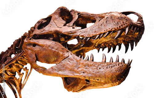 T-Rex Head fossil