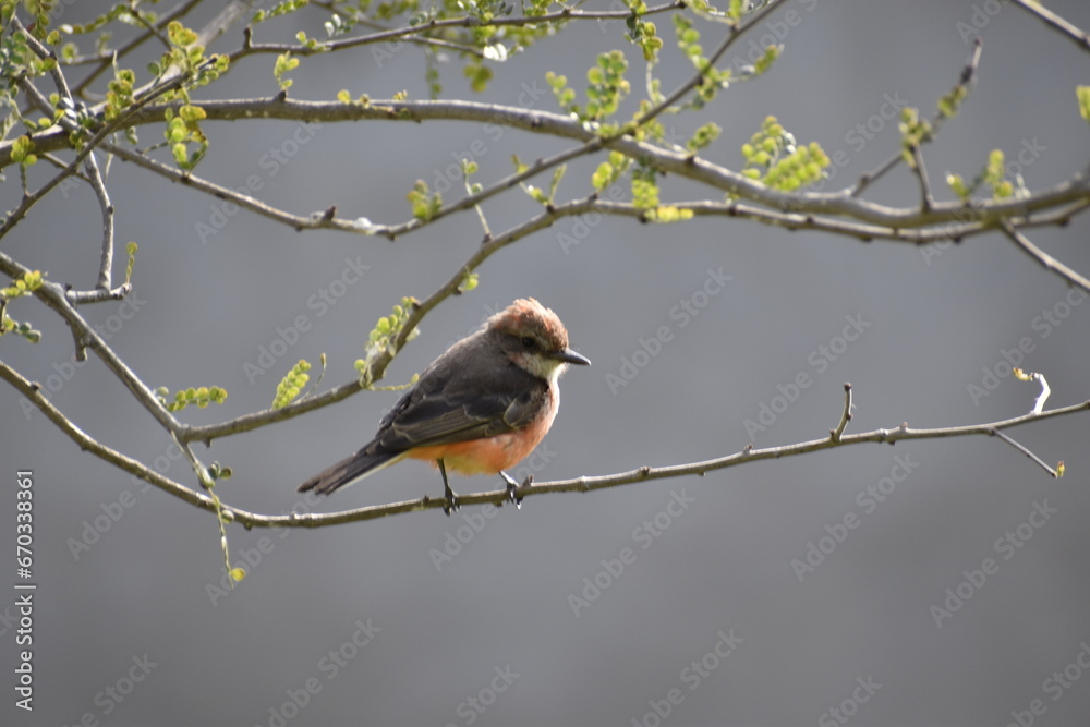 Obraz premium pájaros 