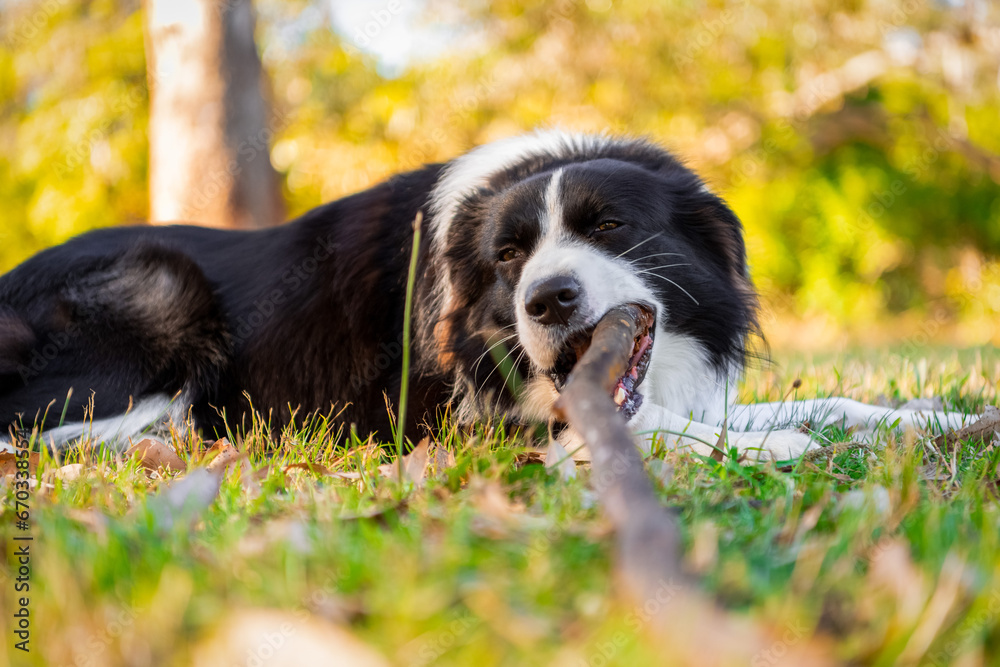 Portrait of a beautiful male Border Collie puppy in the dog park on the green grass. Portrait of a beautiful male Border Collie puppy in the dog park on the green grass.