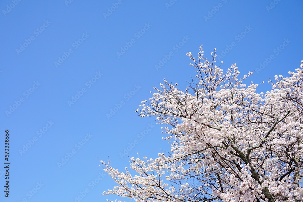 咲き誇る桜と春空の背景