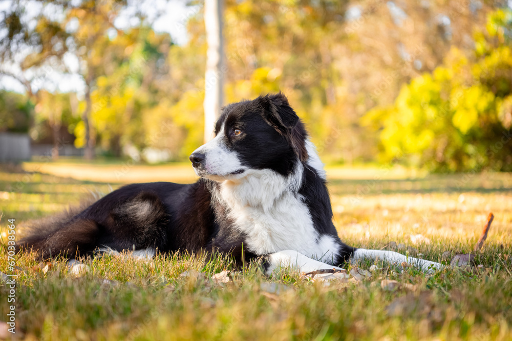 Portrait of a beautiful male Border Collie puppy in the dog park on the green grass.