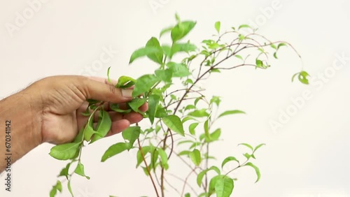 Henna or hina plant closeup photo
