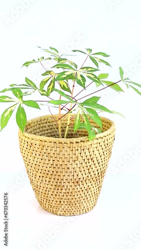 Manihot esculenta ornamental plant sapling photo