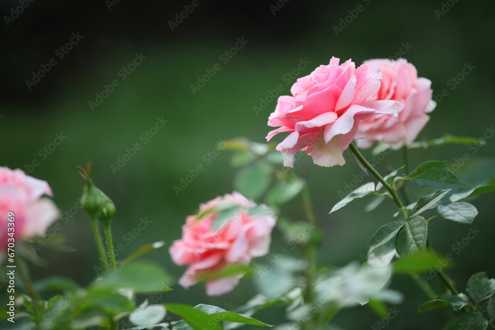 Nice and colorful roses in a park