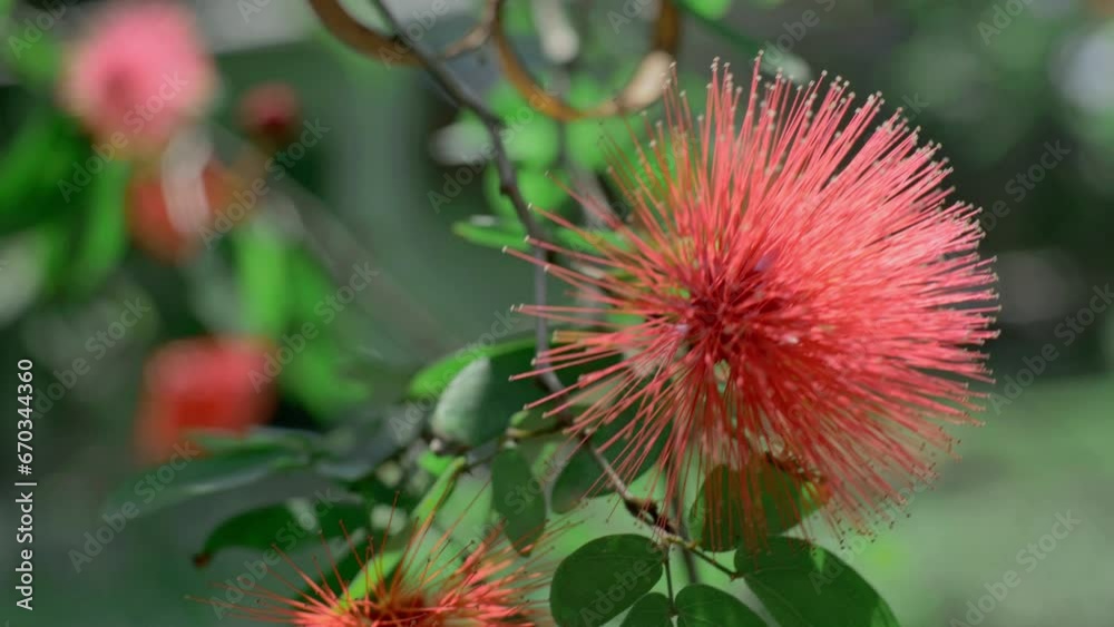 Flowers that live around the animal breeding area make the atmosphere more natural. Flowers that live around the animal breeding area make the atmosphere more natural.