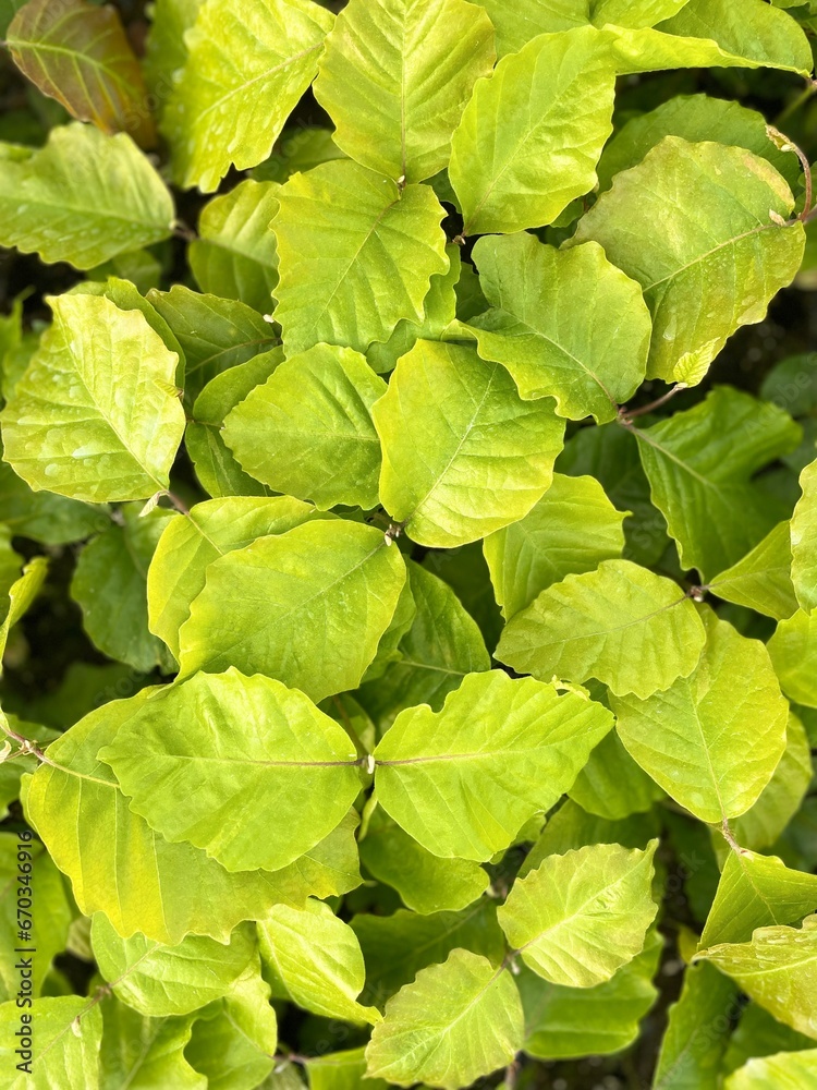plant, leaf, nature, leaves, garden, ivy, food, vegetable, agriculture, foliage, green, flower, macro, tree, growth, summer, plants, fresh, herb, potato, healthy, vine, salad, grass, organic plant, leaf, nature, leaves, garden, ivy, food, vegetable, agriculture, foliage, green, flower, macro, tree, growth, summer, plants, fresh, herb, potato, healthy, vine, salad, grass, organic