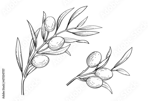 Olive vector sketch illustration. Botanical hand drawn. For olive oil label, packaging, poster, mediterranean design, or art print.