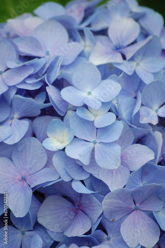 紫陽花のアップ
