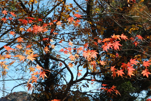 紅葉したもみじ