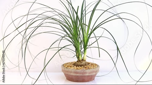 Beaucarnea recurvata ponytail palm isolated on white background photo