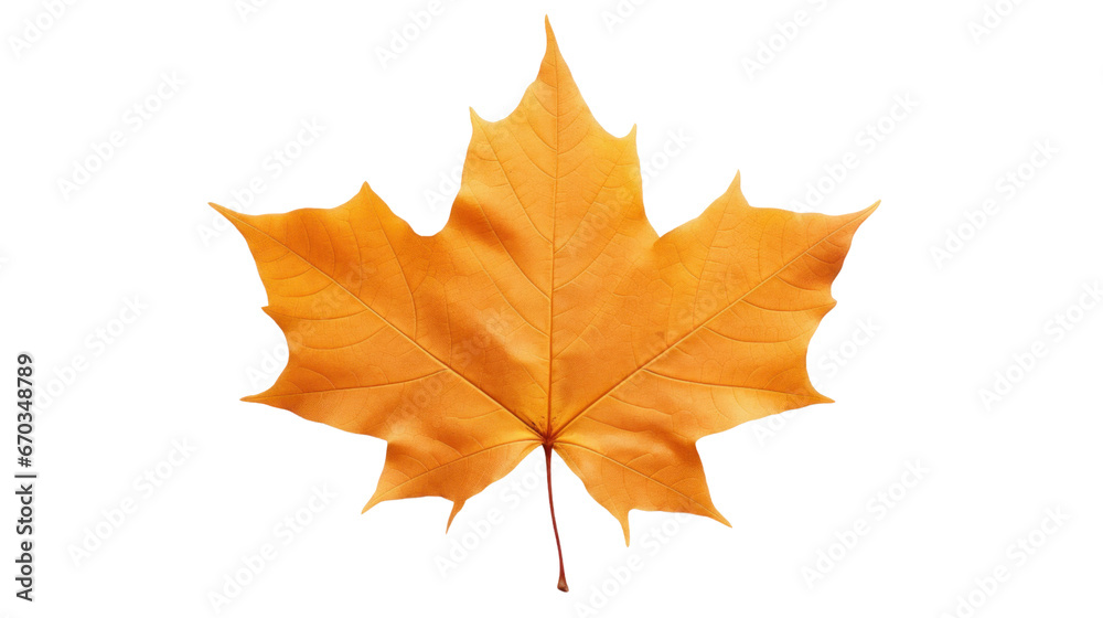 maple leaf autumn on the transparent background maple leaf autumn on the transparent background