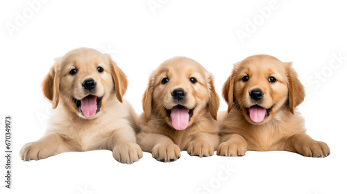 puppies on the white background