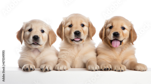 puppies on the white background