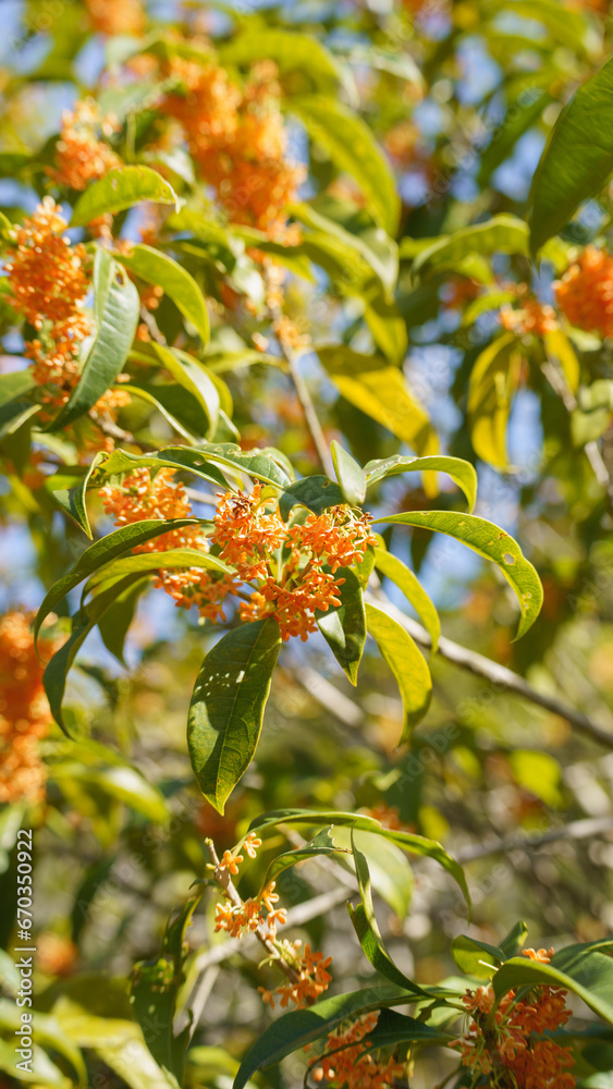 金木犀(キンモクセイ)の花 金木犀(キンモクセイ)の花