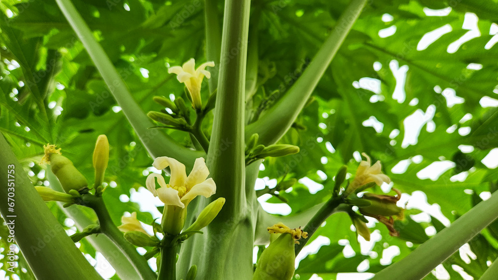 The papaya tree, with its vibrant and fragrant blossoms, is in the process of reaching full bloom, and the delicious papayas it will soon bear are nearly ripe, exuding a tantalizing aroma. - obrazy, fototapety, plakaty 